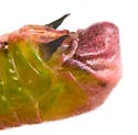 Floritettix saturiba - photo 2