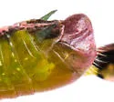 Floritettix saturiba - photo 4