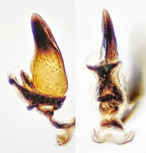Florodelphax leptosoma - photo 2