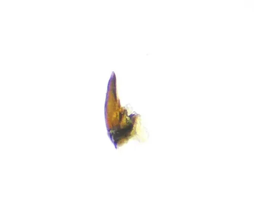 Florodelphax leptosoma - photo 4