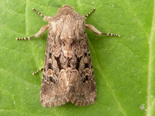 Flounced Rustic - photo 2