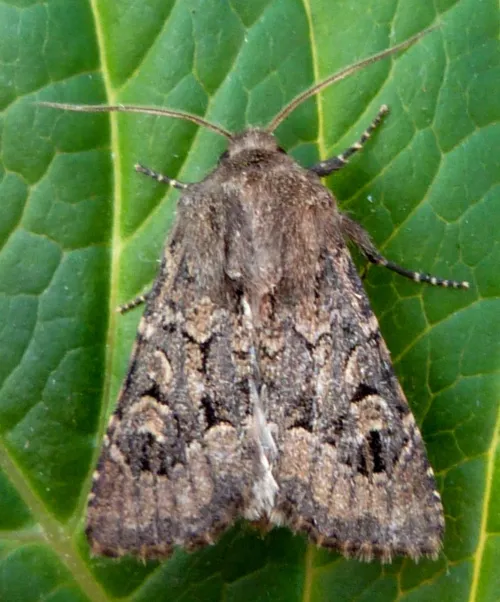 Flounced Rustic - photo 3
