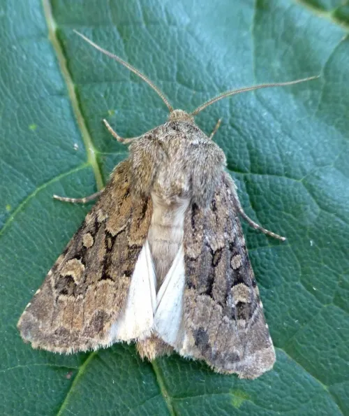 Flounced Rustic - photo 4