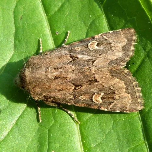 Flounced Rustic - photo 5