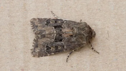 Flounced Rustic - photo 6