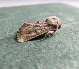 Flounced Rustic - photo 7