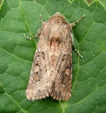 Flounced Rustic - photo 8