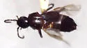 Fluviphirus elevatus