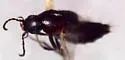 Fluviphirus elevatus - photo 2