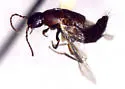 Fluviphirus elevatus - photo 3