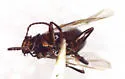 Fluviphirus elevatus - photo 4