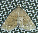 Focillidia texana - Hodges#8730 - Focillidia texana