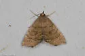 Focillidia texana - Hodges#8730 - photo 3