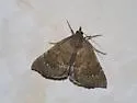Focillidia texana - Hodges#8730 - photo 4