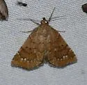 Focillidia texana - Hodges#8730 - photo 5