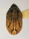 Fokkeria producta