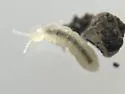Folsomia candida