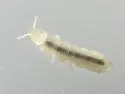 Folsomia candida - photo 2