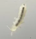 Folsomia candida - photo 3