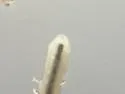 Folsomia candida - photo 4