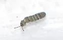 Folsomia prima