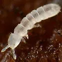 Folsomia regularis - photo 2