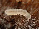 Folsomia regularis - photo 4