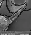 Folsomia stella