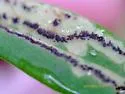 Fomoria hypericella - Hodges#0061 - photo 3