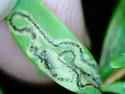 Fomoria hypericella - Hodges#0061 - photo 4