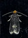 Hypericum Pygmy - Hodges#0060.2
