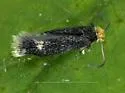 Hypericum Pygmy - Hodges#0060.2 - photo 3