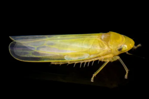 Forcipata ancantha