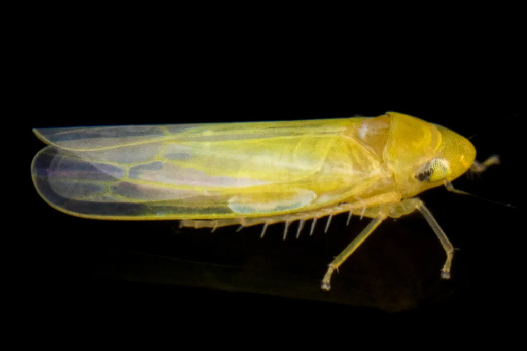 Forcipata ancantha - photo 2
