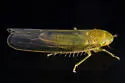 Forcipata calipera