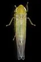 Forcipata cf. triquetra