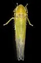 Forcipata cf. triquetra - photo 4