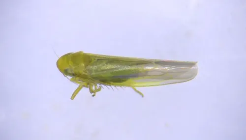 Forcipata forcipata