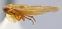 Forcipata frigida