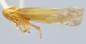 Forcipata ips