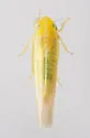Forcipata loca