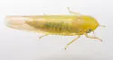 Forcipata loca - photo 2