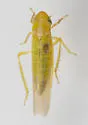 Forcipata loca - photo 5