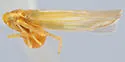 Forcipata montana