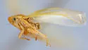 Forcipata unica