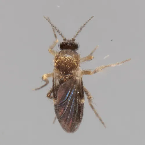 Forcipomyia bipunctata