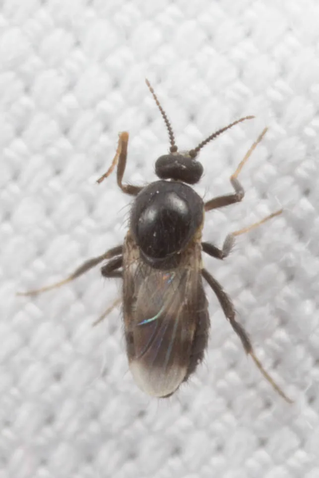 Forcipomyia brevipennis