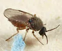 Forcipomyia eques