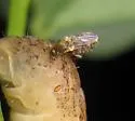 Forcipomyia fuliginosa - photo 2
