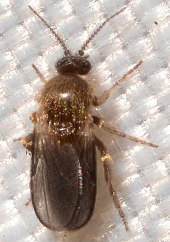 Forcipomyia glauca - photo 2